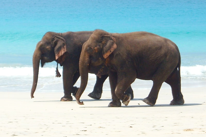 Ilhas Andaman & Nicobar - ilhas paradisíacas que você deve visitar 